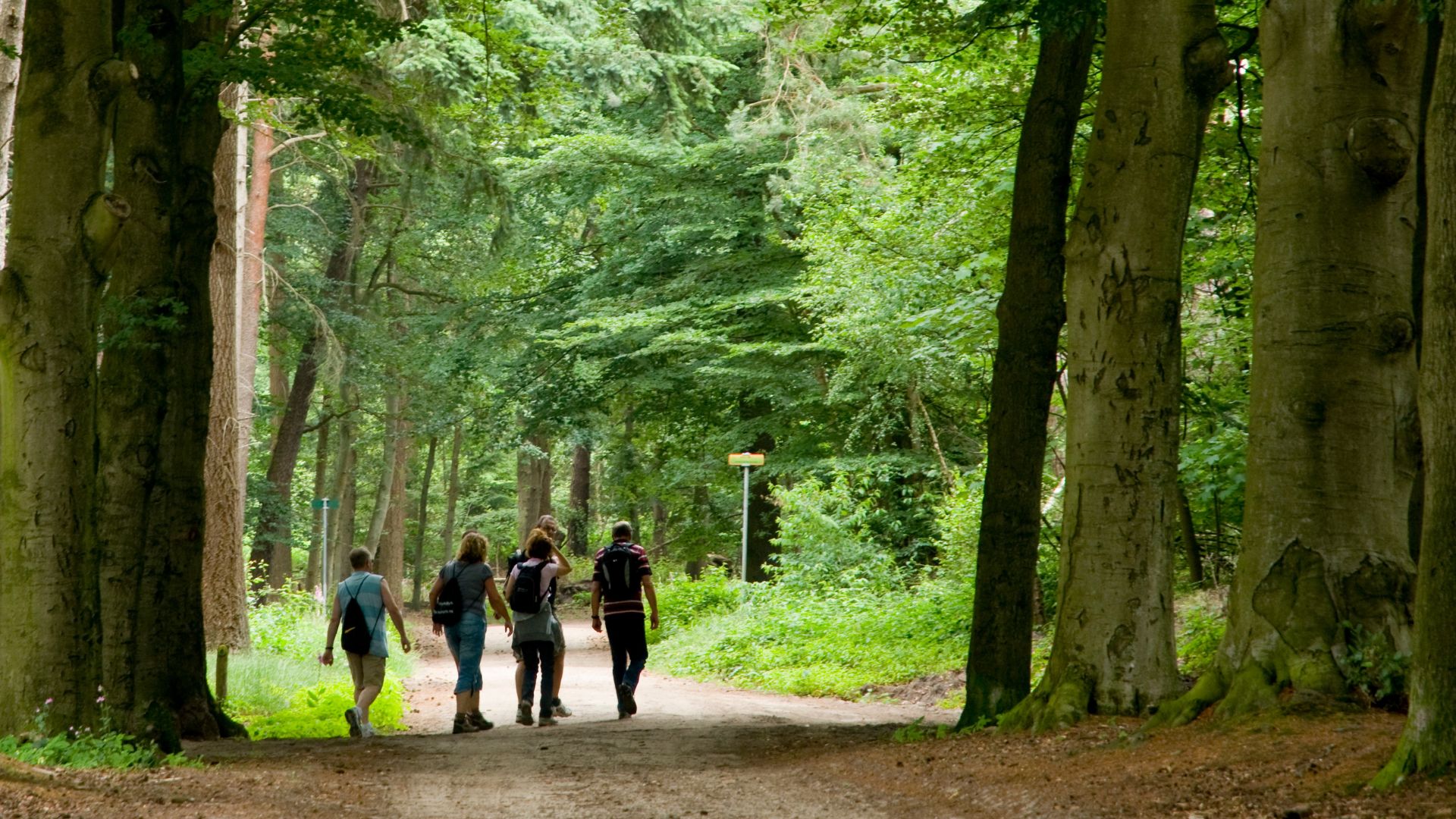 Vijf mensen wandelen van achteren gezien over een pad door een groen bos